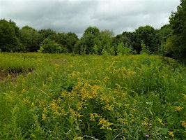 Hillingdon Volunteering - Frays Island and Mabeys Meadow (West London) primary image