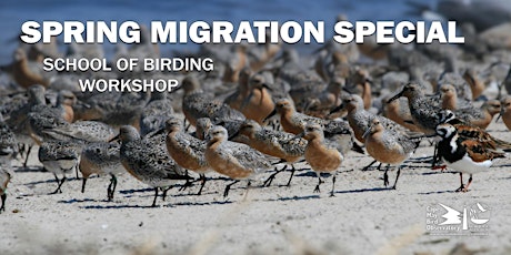 Spring Migration Special