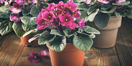 African Violets 101: Cultivating Beauty at Home primary image