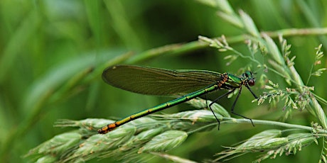 À LA DÉCOUVERTE DE LA FAUNE CACHÉE DU MARAIS