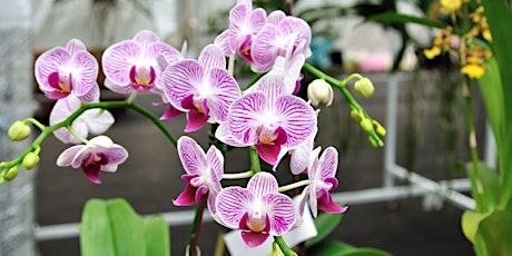 Orchids: Growing and Nurturing Your Blooms with Expert Care primary image