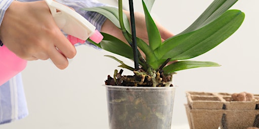 Image principale de Class: Orchid Care 101