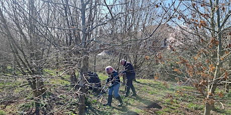 Badock's Wood  Conservation Work party
