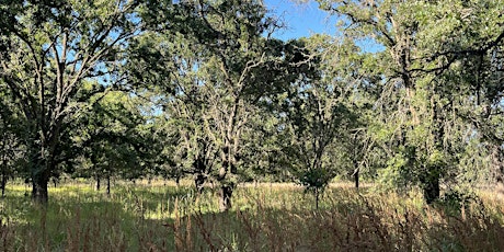 Primaire afbeelding van Tall Forest Bird Survey