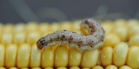 NC-246 Regional Project Corn Insects Annual Meeting primary image