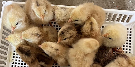 Hauptbild für Getting Into Chickens