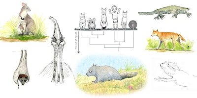 Primaire afbeelding van Animal diversity & evolution: Nature journaling workshop