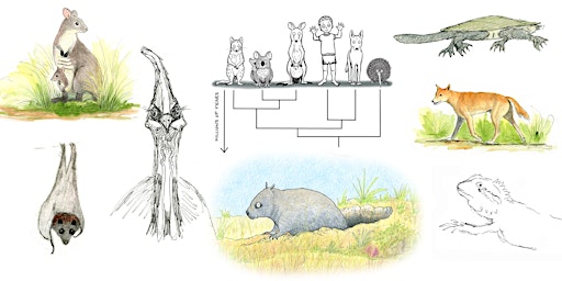 Immagine principale di Animal diversity & evolution: Nature journaling workshop 