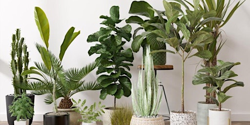 Immagine principale di Social: Plant Swap 