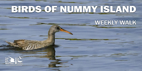 Birds of Nummy Island primary image