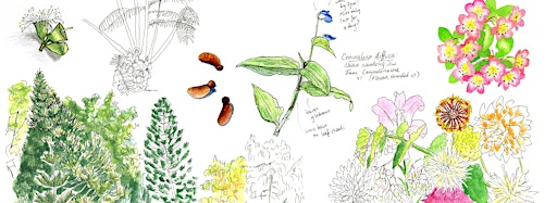 Collection image for Botany for Beginners: Nature journaling workshops