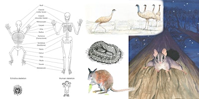 Primaire afbeelding van Animal form and function: Nature journaling workshop