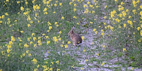 Hauptbild für Das Wildtier-Kataster Schleswig-Holstein