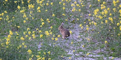 Hauptbild für Das Wildtier-Kataster Schleswig-Holstein