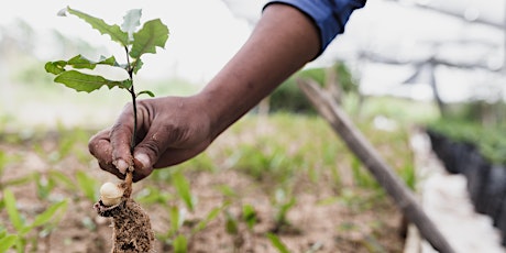 Green Thursday at Keep Hill Wood - Branching Out with Tree Planting