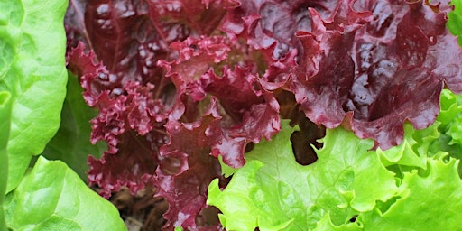 Primaire afbeelding van Winter veg and Salad all year