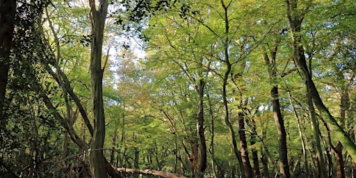 Forest Bathing+ An Introduction: The Hive, Epping Forest - Saturday 4th May  primärbild