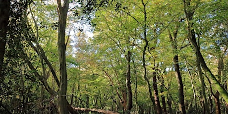 Forest Bathing+ An Introduction:The Hive, Epping Forest -Saturday 2nd March primary image