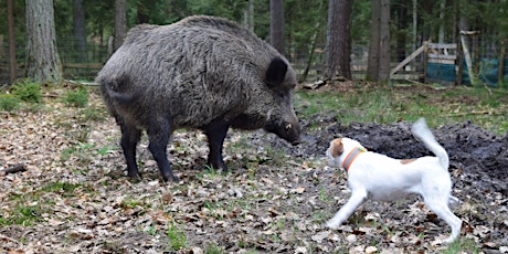 Hundearbeit im Schwarzwildgatter