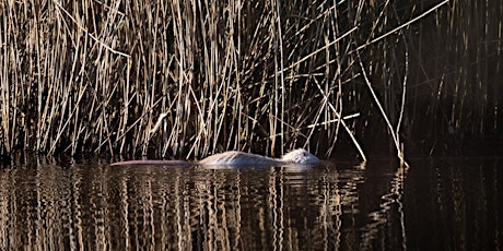 Nutria - Erkennen, Bejagen, Verwerten