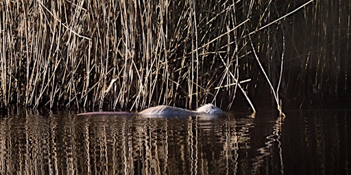 Imagem principal de Nutria - Erkennen, Bejagen, Verwerten