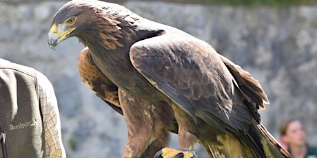 Praktische Falknerei in der heutigen Zeit  primärbild