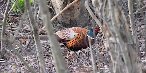 Primaire afbeelding van Niederwildhege