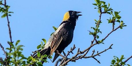 Community Farming & Grassland Birds: A Local Conservation Strategy