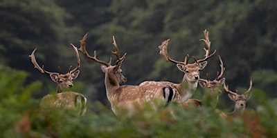 Image principale de Deer Safari - Morning Session