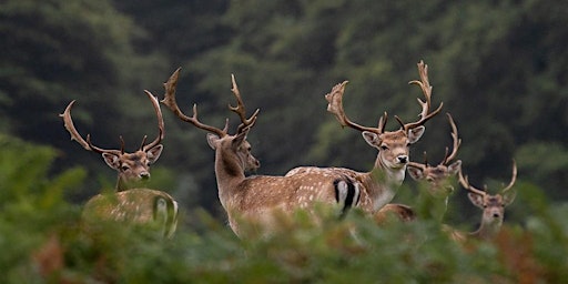 Hauptbild für Deer Safari - Morning Session
