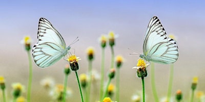 Hauptbild für Attracting wildlife to your garden