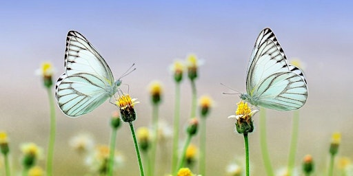 Attracting wildlife to your garden  primärbild