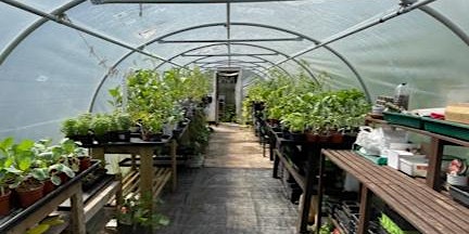 Growing in your greenhouse or polytunnel  primärbild