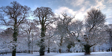 Primaire afbeelding van Identifying Trees in Winter Online Webinar