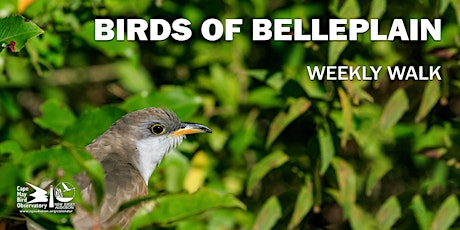 Birds of Belleplain State Forest