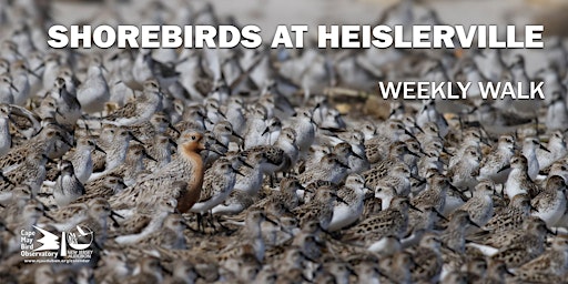 Imagem principal do evento Shorebirds at Heislerville