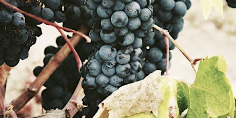 Wine Tasting: Spanish Grapes from Palomino to Mencia primary image