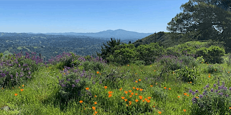 Tilden Wildflowers, Native Plants, and More primary image