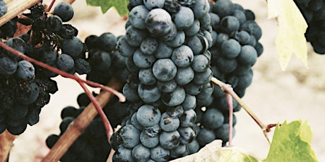 Wine Tasting: Spanish Grapes from Palomino to Mencia primary image