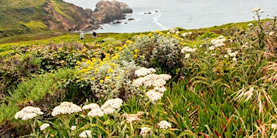 Wildflower Heaven in the Headlands