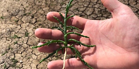 Samphire and Sea Vegetables Forage  Day Trip.  with beach Lunch!