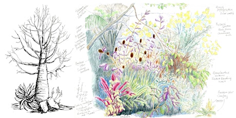 Image principale de Plant form and function: Nature journaling workshop