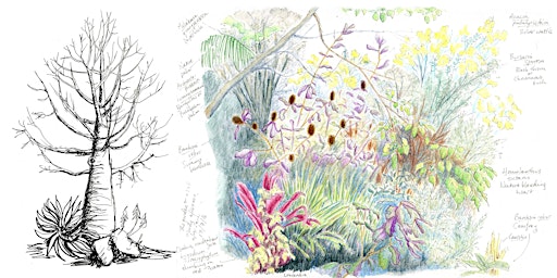 Immagine principale di Plant form and function: Nature journaling workshop 