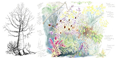 Imagem principal do evento Plant form and function: Nature journaling workshop