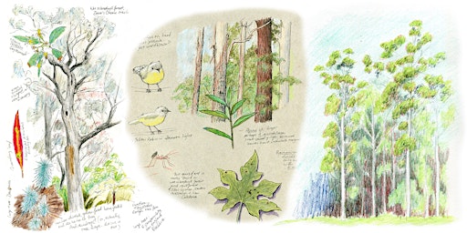 Imagem principal do evento Eucalypt forest structure and ecology: Nature journaling workshop