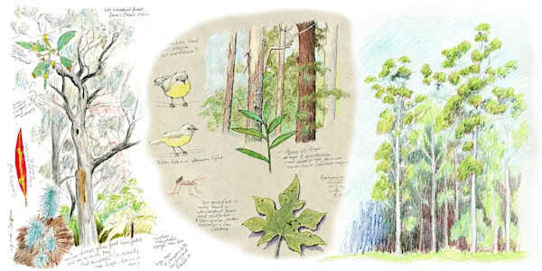 Eucalypt forest structure and ecology: Nature journaling workshop