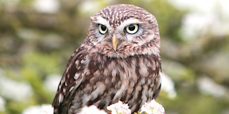 SPFGA Naturalist Series - Owls, Owlers, and Owling in Alberta primary image