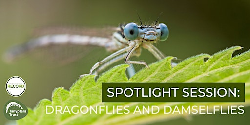 Imagem principal do evento Spotlight Session - Dragonflies and Damselflies
