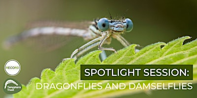 Primaire afbeelding van Spotlight Session - Dragonflies and Damselflies