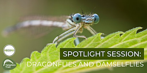 Spotlight Session - Dragonflies and Damselflies primary image